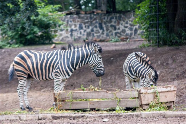 Рівненський звіринець на світлинах волинського фотографа. ФОТО