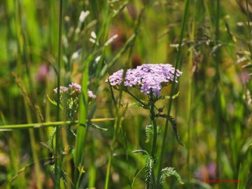 Волинський фотограф зафіксував покоси на Гнідавському лужку