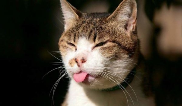 Посміхніться, вас знімають, - невдалі кадри тварин. ФОТО