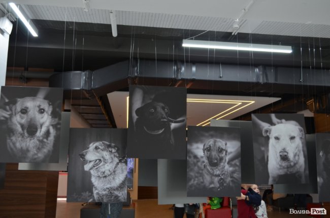 Фестиваль «Мокрі носики» біля луцького «Променя»: як безпритульним пухнастикам шукали дім. ФОТО