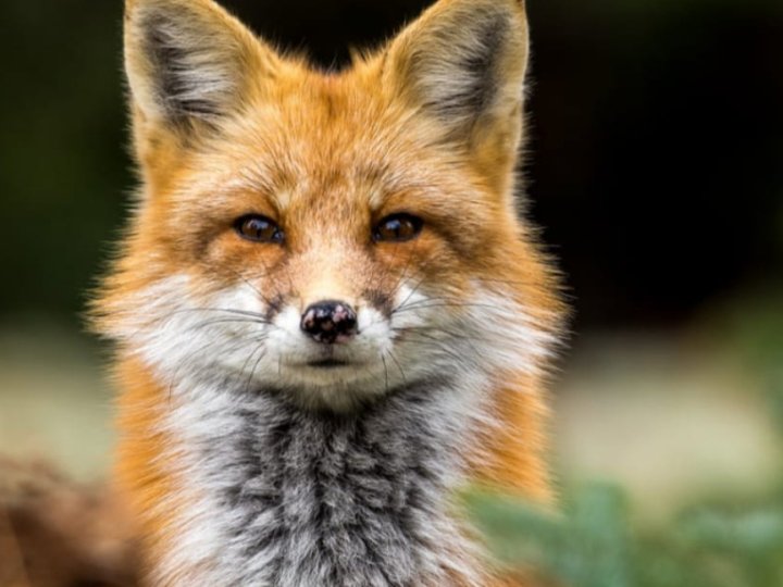 На Волині скажена лисиця напала на стадо корів і покусала пастуха