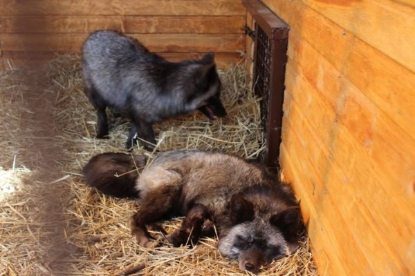 У Луцькому зоопарку з'явились нові мешканці. ФОТО