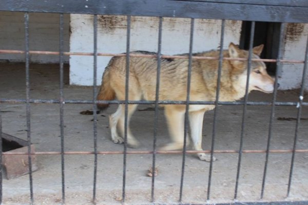 У Луцькому зоопарку з'явились нові мешканці. ФОТО