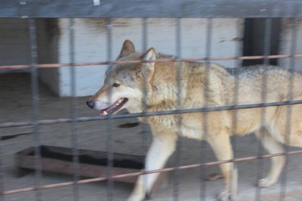 У Луцькому зоопарку з'явились нові мешканці. ФОТО