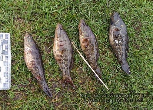 На Волині правоохоронці затримали браконьєра. ФОТО