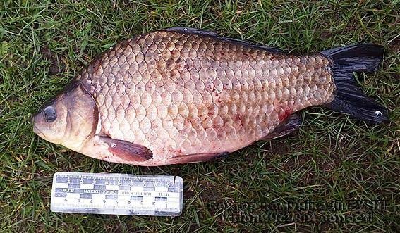 На Волині правоохоронці затримали браконьєра. ФОТО