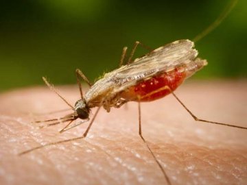 Волинянам загрожує малярія