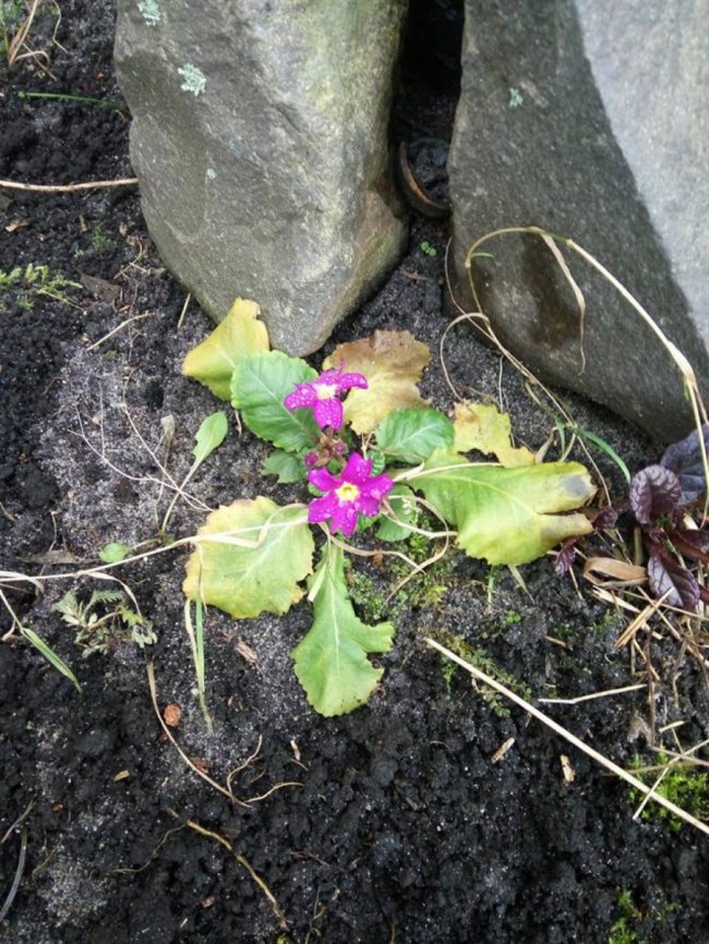 Тепла зима в Шацьку: квітнуть троянди та розпускаються бруньки