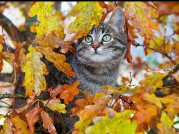 Погода в Луцьку та Волинській області на завтра, 27 жовтня