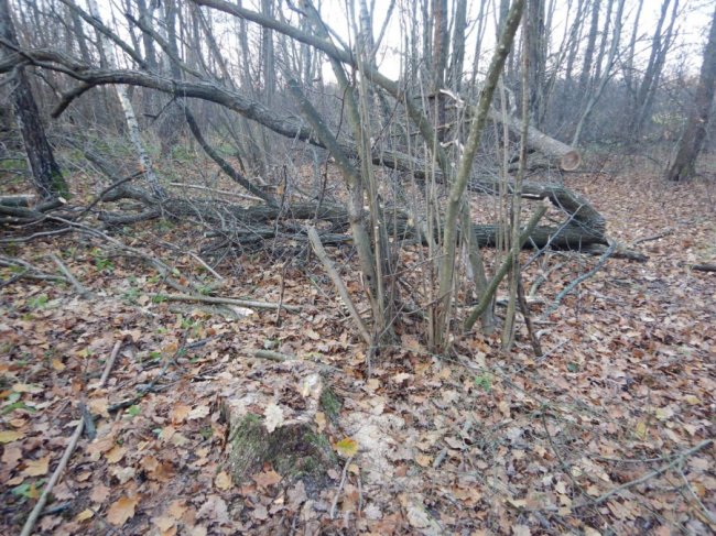 Збитки у 150 тисяч гривень: на Волині затримали вантажівку з 35 краденими колодами дуба 