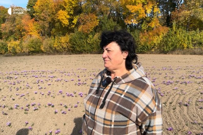 На Волині дід з онуком вирощують найдорожчу спецію у світі, один грам якої коштує 4 євро. ВІДЕО