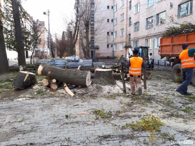 На Шопена у Луцьку зрубали здорові дерева: мешканці викликали на «допит» комунальників