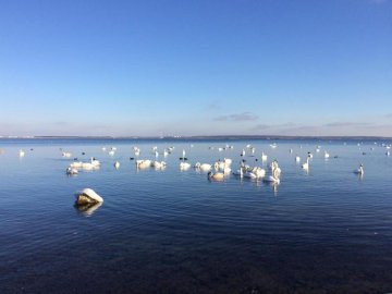 Туристична родзинка на Рівненщині: сотні лебедів зимують на озері. ФОТО
