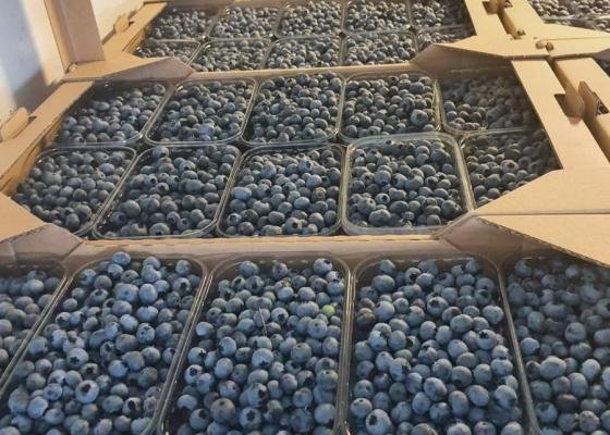 На Волині закладають нові плантації під найдорожчу в Україні ягоду 