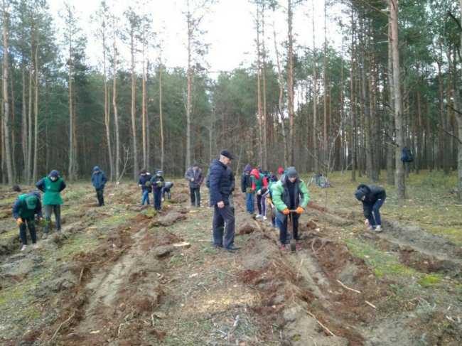 Волинські школярі висадили майже гектар лісу. ФОТО
