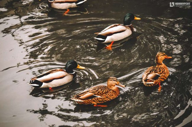 Атмосферні фото осені у луцькому «Сіті Парку»