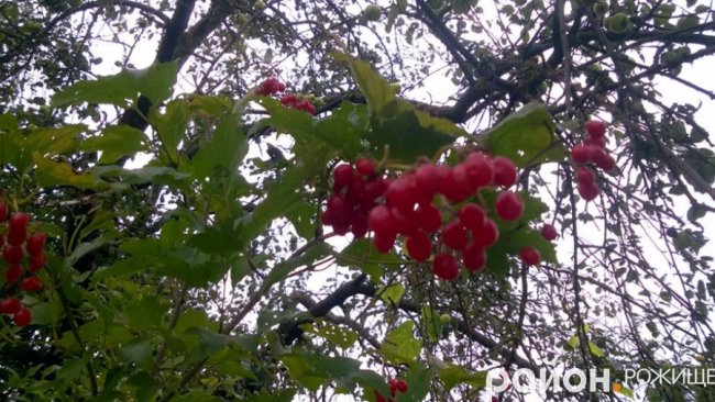 Рання осінь у волинському селі. ФОТО