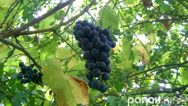 Рання осінь у волинському селі. ФОТО