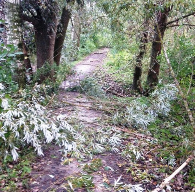 Буревій на Волині: рятувальники прибирають повалені дерева