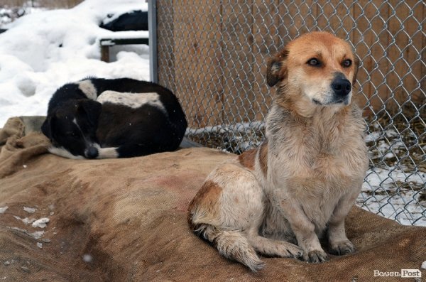 Малолітніх злочинців виховуватимуть у собачому притулку. ФОТО