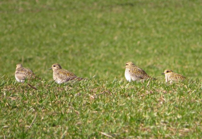 У волинському полі побачили величезну зграю рідкісних птахів. ФОТО