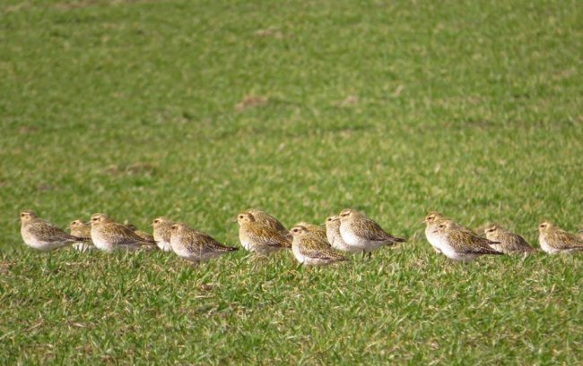 У волинському полі побачили величезну зграю рідкісних птахів. ФОТО