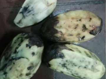 Гнила картопля та курятина з цвіллю: як годують школярів на Харківщині. ВІДЕО