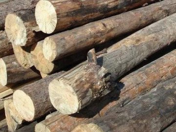 Лісівник з Волині заплатить 34 тисячі штрафу за нелегальний продаж деревини