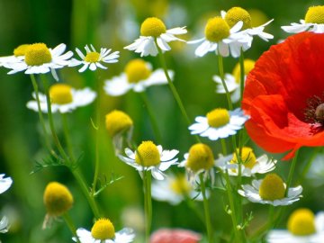 Погода в Луцьку та Волинській області на середу, 30 травня