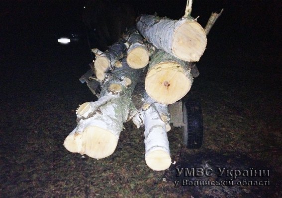 На Волині незаконно вирубували дерева у заказнику. ФОТО