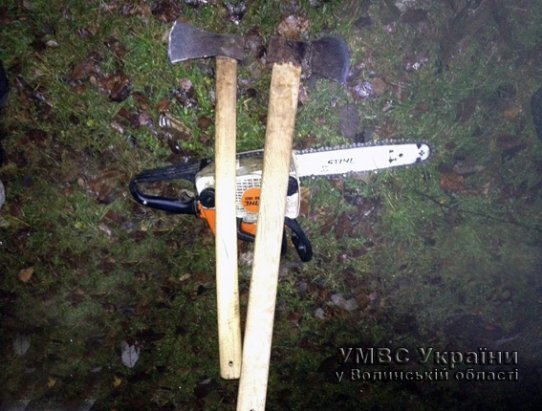 На Волині незаконно вирубували дерева у заказнику. ФОТО