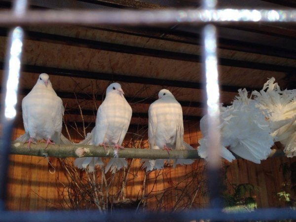 У Луцькому зоопарку - нові мешканці. ФОТО