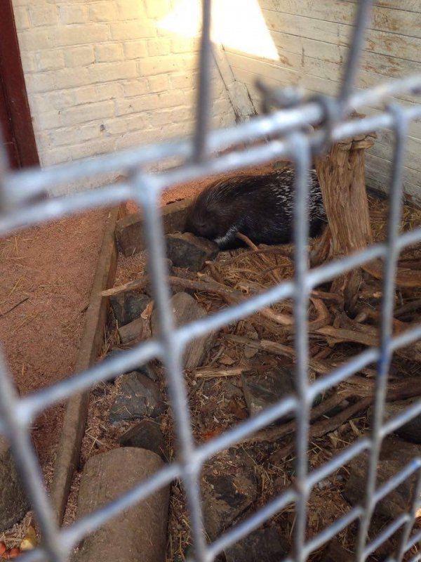 У Луцькому зоопарку - нові мешканці. ФОТО