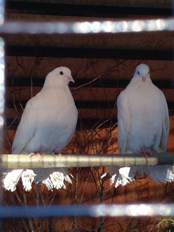 У Луцькому зоопарку - нові мешканці. ФОТО