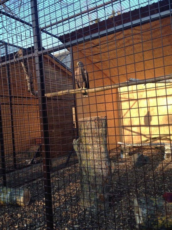 У Луцькому зоопарку - нові мешканці. ФОТО