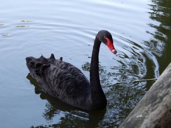 Пара чорних лебедів із луцького зоопарку чекає поповнення. ФОТО