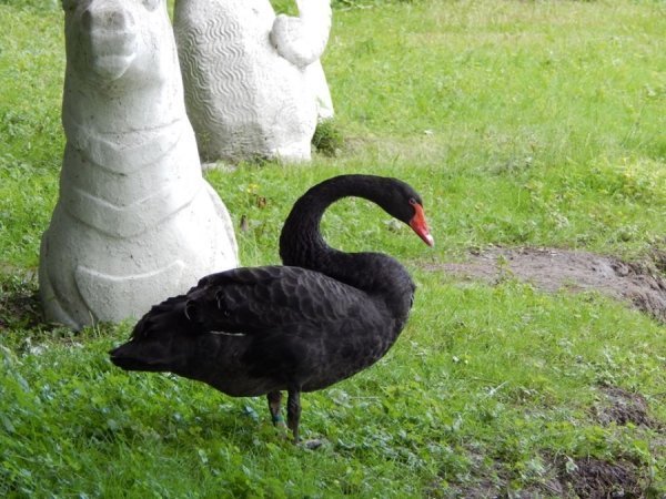 Пара чорних лебедів із луцького зоопарку чекає поповнення. ФОТО