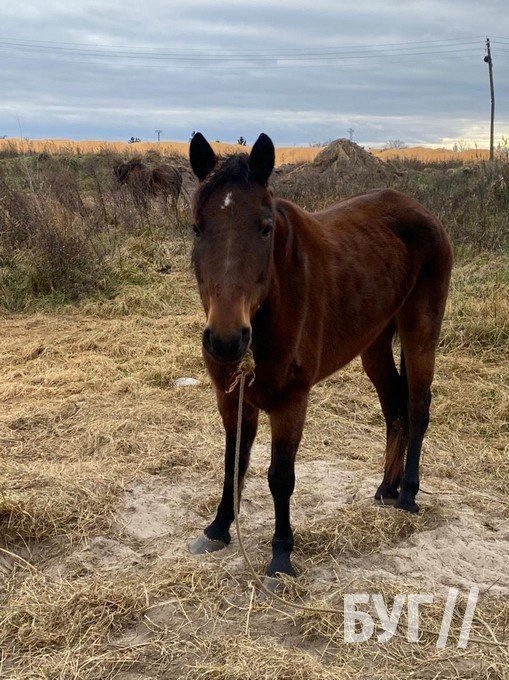 Волиняни поїхали на заробітки за кордон, а коней лишили прив'язаними в полі. ФОТО