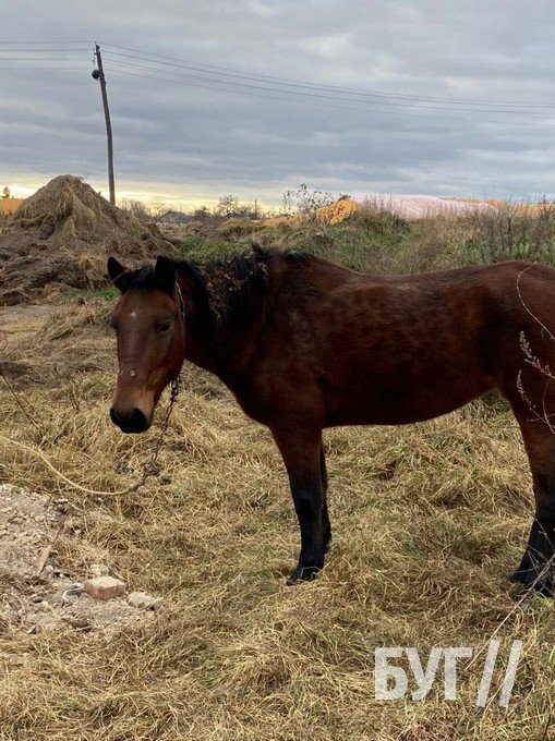 Волиняни поїхали на заробітки за кордон, а коней лишили прив'язаними в полі. ФОТО