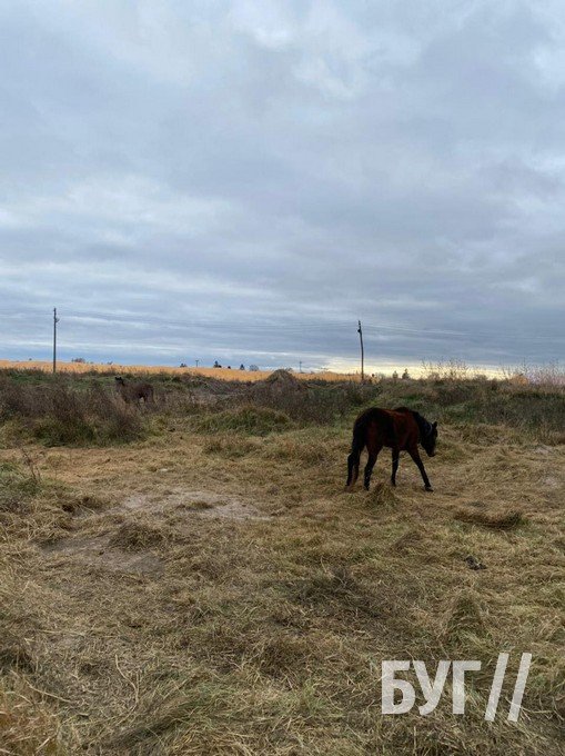 Волиняни поїхали на заробітки за кордон, а коней лишили прив'язаними в полі. ФОТО