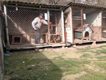 «Тварини потрапляють на вулицю з вини власників»: як «Ласка» прилаштовує безпритульних тварин у Луцьку