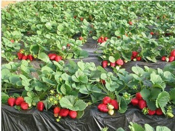 Поїдуть копати бурштин чи на полуницю в Польщу, - активіст про «відфутболення» підприємців у Луцьку