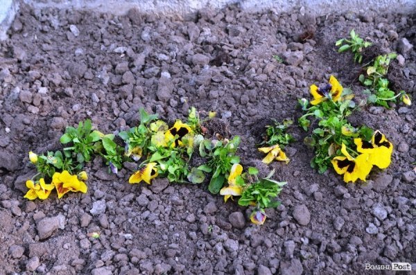 Як заквітчують центральну площу Луцька. ФОТО