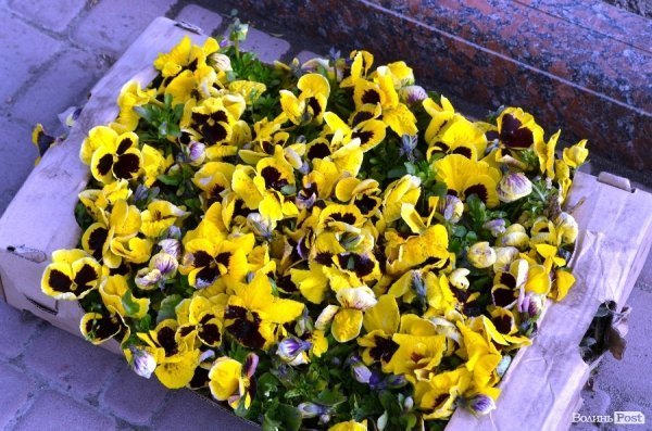 Як заквітчують центральну площу Луцька. ФОТО