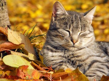 Вересень став найспекотнішим в історії спостережень у Європі та світі