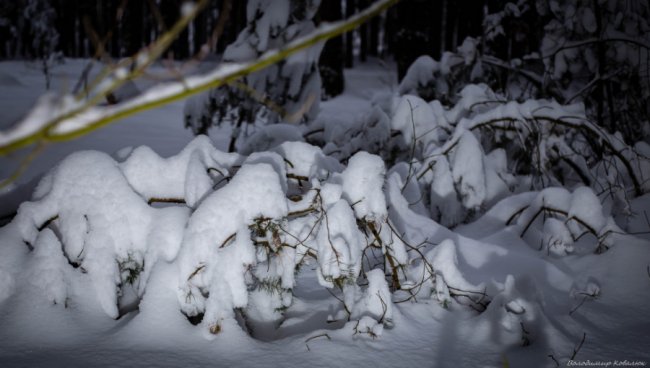 Показали красу зимового волинського лісу: чарівні фото