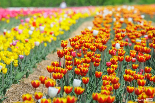 Мільйони тюльпанів і сотні гостей: день поля у «Волинській Голландії». ФОТО