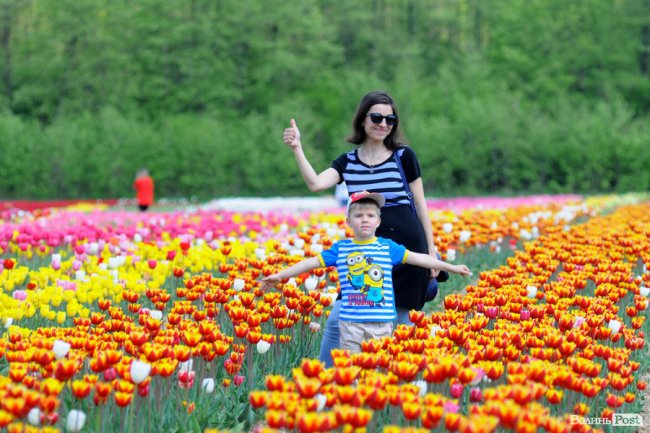 Мільйони тюльпанів і сотні гостей: день поля у «Волинській Голландії». ФОТО
