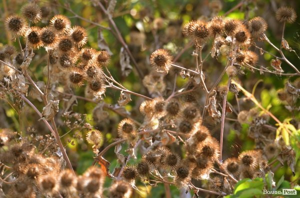 Фотопогляд: центральний парк Луцька