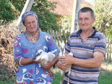 Як волинське подружжя рятувало лелек